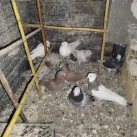 کبوتر|پرنده|ضیاء آباد, |دیوار