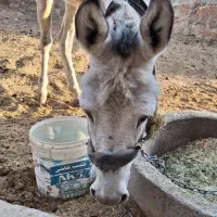 الاغ نرجوان|حیوانات مزرعه|بروجرد, |دیوار