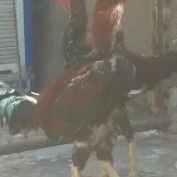حیوانات