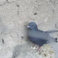 کفتر سیاه پرشی