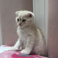 بچه گربه میکس استاکیش پرشین