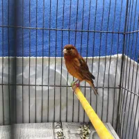 قناری ماده سرخ سوخته