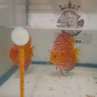 دیسکس و.زبرا و کالرویدو