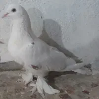 یک عدد کبوتر سفید نقشی پاپری|پرنده|اصفهان, ارداجی|دیوار