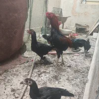 خروس و ماکیان لاری