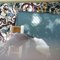 فروش ۳ عدد جوجه مرغ عشق ۲ ماهه