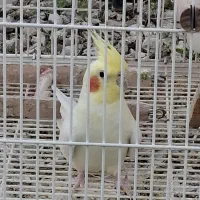 یک جفت عروس هلندی