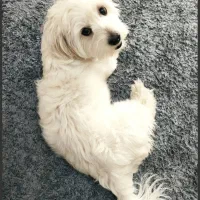 واگذاری سگ شیتزو تریر