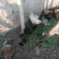 مرغ تخم گذار