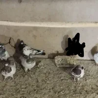 کبوتر کله دار