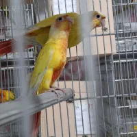 ردچیک دستی جفت