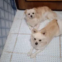 توله های پامر