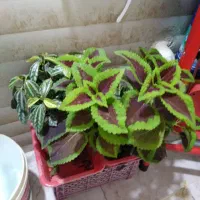 گل های قشنگ و آپارتمانی