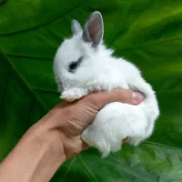 خرگوش لوپ و...|موش و خرگوش|تهران, بلوار کشاورز|دیوار