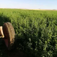 فروش رنجرمائوپا|خدمات باغبانی و درختکاری|بندرعباس, |دیوار