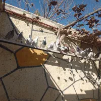 کفتر انگلیسی درجه یک|پرنده|رباط‌کریم, رباط‌کریم|دیوار