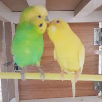 مرغ عشق|پرنده|مسجد سلیمان, |دیوار