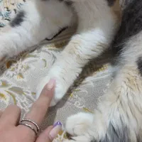 واگذاری گربه پرشین اگزاتیک