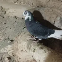 کبوتر پرشی روزگاری|پرنده|خمینیشهر, |دیوار