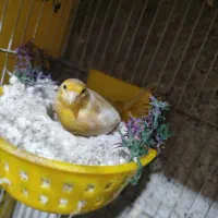 سه عدد قناری ماده آماده جفت سهره آبدانان