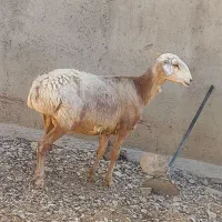 میش چینی