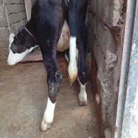 گوساله سیمینتال درهشترود