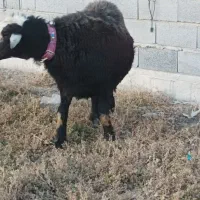 قوچ قره چال|حیوانات مزرعه|گمیشان, |دیوار