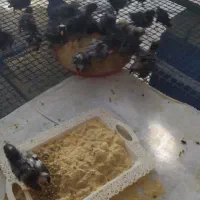 جوجه امروک|پرنده|روانسر, |دیوار