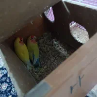 کوتوله با تخم