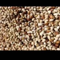 خریدار پسته گو.دمبس روآبی.مغز