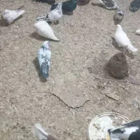 کبوتر پرشی|پرنده|نهاوند, |دیوار