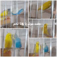 فروش پرنده جوجه عروس و مرغ عشق انگلیسی