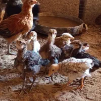 جوجه و بوقلمون|حیوانات مزرعه|گتوند, |دیوار