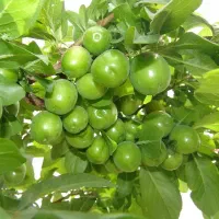باغچه-شهریار