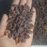 کشمش بیدانه افتابی|خوردنی و آشامیدنی|قزوین, |دیوار