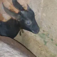 بزهای نژاد الپاین وگوسفند گیلانغرب