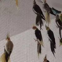 عروس هلندی مولد|پرنده|بردسکن, |دیوار