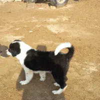 توله سگ گمشده