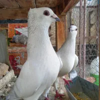 کبوتر رنگی ودورگ|پرنده|خمینیشهر, |دیوار