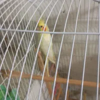 عروس ماده لوتیو|پرنده|رشت, رودباری|دیوار