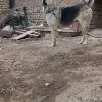 سگ پژی|سگ|کرج, حصارک بالا|دیوار
