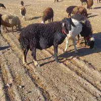 بر قوچ برا گله