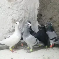 کبوترآلمانی وکرمونی|پرنده|تربتحیدریه, ۴۵ متری|دیوار