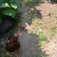مرغ لاری و جوجه