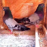 کبوتر سبز، سفید و زاغ کاکُلی (نوک کوتاه)|پرنده|تهران, بوستان سرخه حصار|دیوار
