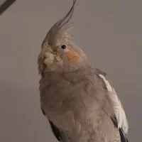 عروس هلندی گمشده