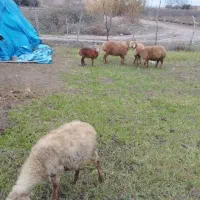 هر کیلو اش ۴۰