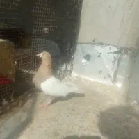 کبوتر نره ماده