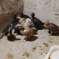 جوجه محلی|حیوانات مزرعه|بهبهان, |دیوار