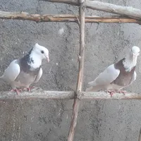 جفت طوقی هفترنگ|پرنده|گناباد, |دیوار